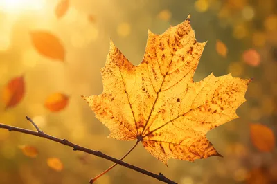 Glowing Autumn Leaf in Golden Bokeh