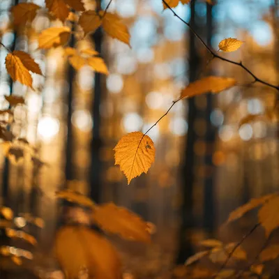 Golden Autumn Leaves in Warm Woodland Light