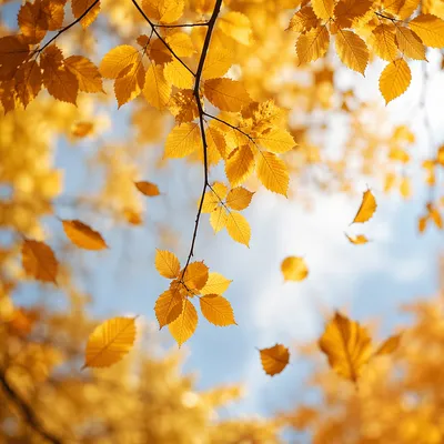 Golden Autumn Leaves in Warm Sunlight