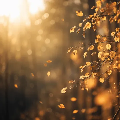 Golden Autumn Leaves in Warm Woodland Light