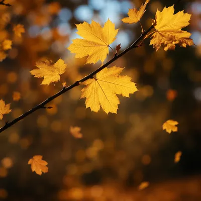 Golden Autumn Leaves in Warm Backlight
