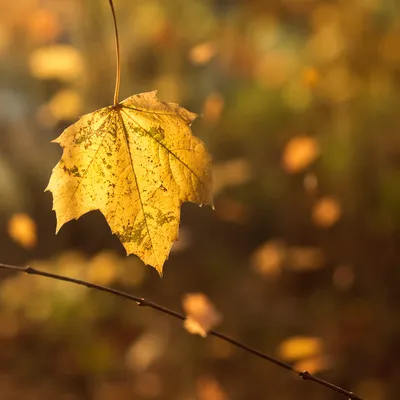 Glowing Autumn Leaf in Golden Bokeh