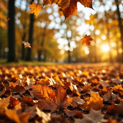 Golden Autumn Leaves with Warm Woodland Bokeh