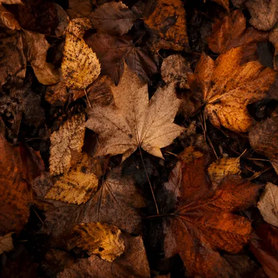 Golden Autumn Leaves on Forest Soil