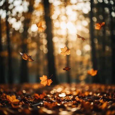 Golden Autumn Leaves in Sunlit Forest