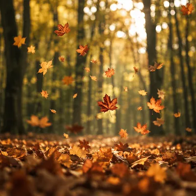 Golden Autumn Leaves in Warm Woodland Light