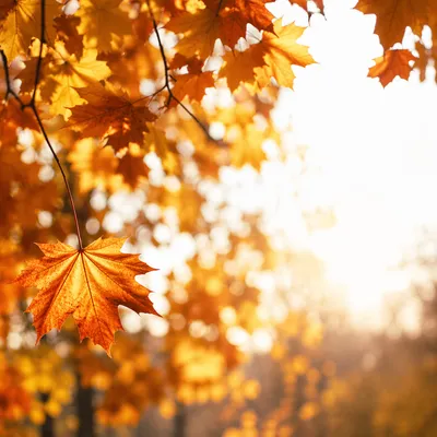 Golden Autumn Leaves in Warm Sunlight