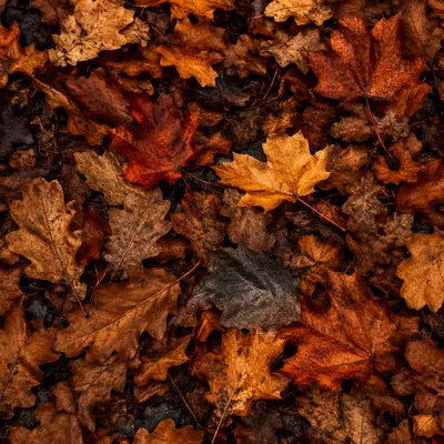 Golden Autumn Leaves Forest Flat Lay