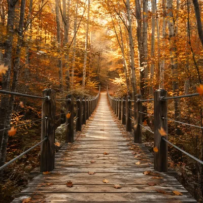 Golden Autumn Footbridge Through Peaceful Forest