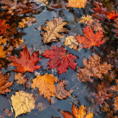 Golden Autumn Leaves on Woodland Puddle