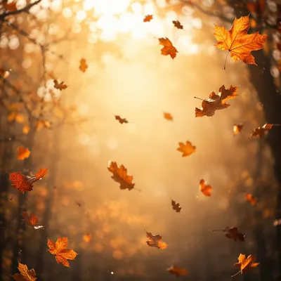 Golden Autumn Leaves in Warm Woodland Light
