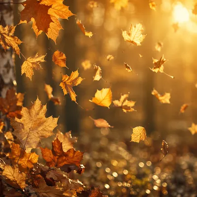 Golden Autumn Leaves in Warm Forest Light