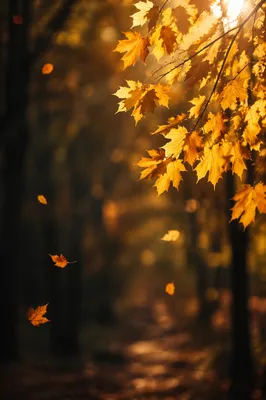 Golden Autumn Leaves in Warm Woodland Light