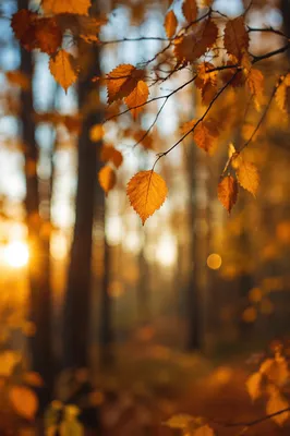 Golden Autumn Leaves in Warm Woodland Light