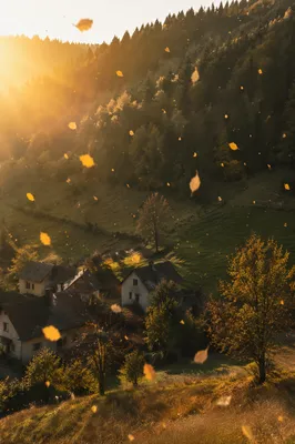 Golden Autumn Leaves Over Rural Hillside
