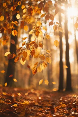 Golden Autumn Leaves in Warm Woodland Light