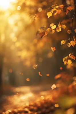 Golden Autumn Leaves in Warm Woodland Light
