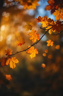 Golden Autumn Leaves in Warm Backlight