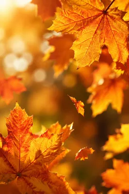 Golden Autumn Leaves in Warm Sunlight