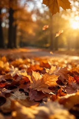 Golden Autumn Leaves in Warm Park Light