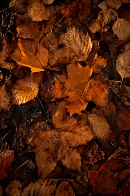 Golden Autumn Leaves on Forest Soil