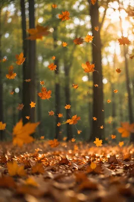 Golden Autumn Leaves in Warm Woodland Light