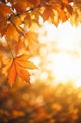 Golden Autumn Leaves in Warm Sunlight
