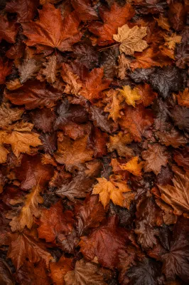 Overlapping Autumn Leaves in Warm Light
