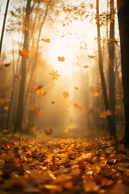 Golden Autumn Leaves in Woodland Light