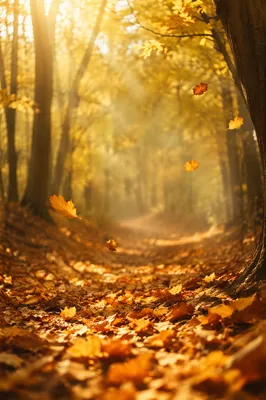 Golden Autumn Leaves on Woodland Path