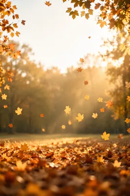 Golden Autumn Leaves in Warm Woodland Light