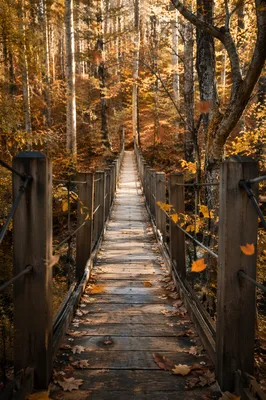 Golden Autumn Footbridge in Warm Forest Light