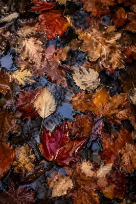 Golden Autumn Leaves on Rain Puddle