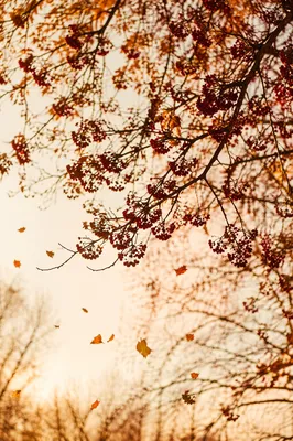 Golden Autumn Leaves and Bare Branches
