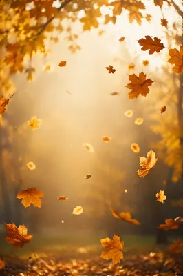 Golden Autumn Leaves in Warm Woodland Light