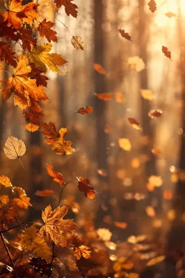 Golden Autumn Leaves in Warm Forest Light