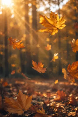 Golden Autumn Leaves in Warm Woodland Light