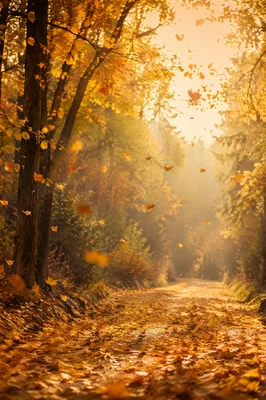 Golden Autumn Woodland Path with Falling Leaves