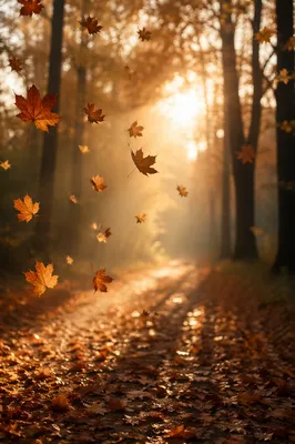 Autumn Leaves Drifting Along Forest Path