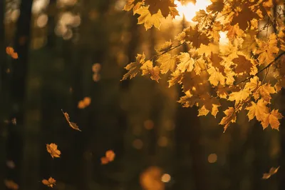 Golden Autumn Leaves in Warm Forest Light