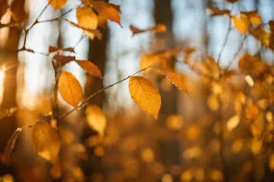Golden Autumn Leaves in Warm Woodland Light