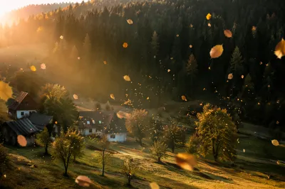 Golden Autumn Leaves Over Quiet Rural Hillside
