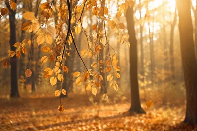 Golden Autumn Leaves in Warm Woodland Light