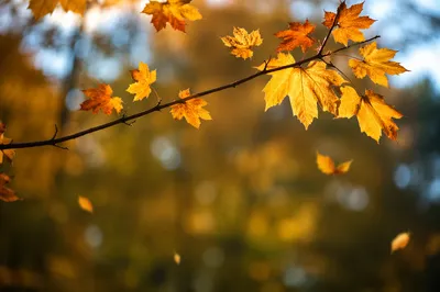 Golden Autumn Leaves in Warm Backlight