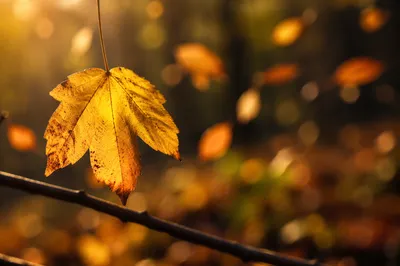 Golden Autumn Leaf in Warm Bokeh