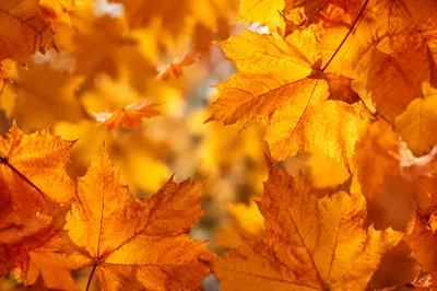 Golden Autumn Leaves in Warm Sunlight