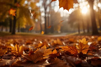 Golden Autumn Leaves in Warm Park Light
