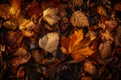 Golden Autumn Leaves on Forest Soil