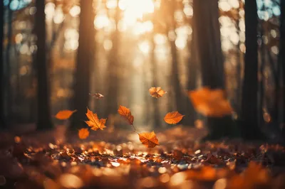 Golden Autumn Leaves in Sunlit Forest