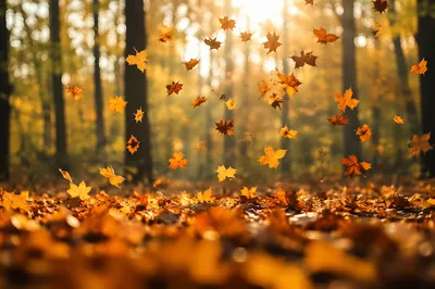 Golden Autumn Leaves in Peaceful Woodland